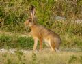 Lepus europaeus