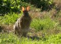 Sylvilagus floridanus