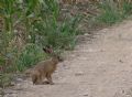 Lepus europaeus