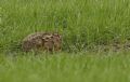 Lepus europaeus