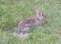 Sylvilagus floridanus