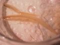 Leptocardii
