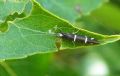 Athripsodes albifrons