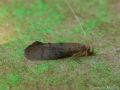Oecetis notata