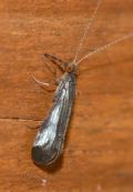 Mystacides nigra