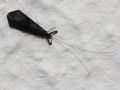 Mystacides azurea