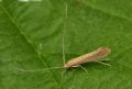 Setodes argentipunctellus