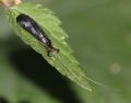Mystacides azurea