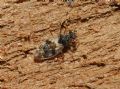 Patapius spinosus