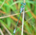 Lestes dryas