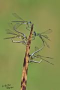 Lestes virens vestalis