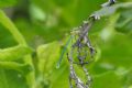 Lestes barbarus