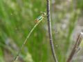 Lestes barbarus