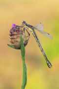 Lestes&nbsp;dryas