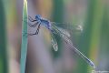 Lestes sponsa