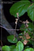 Lestes barbarus