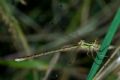 Lestes barbarus