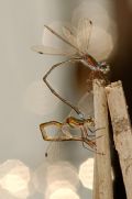 Lestes virens vestalis