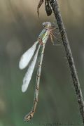 Chalcolestes viridis