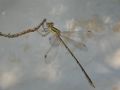 Lestes barbarus