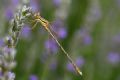 Lestes barbarus