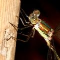 Chalcolestes viridis