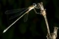 Lestes virens