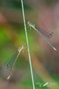 Lestes virens vestalis