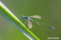 Lestes sponsa