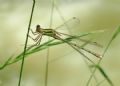 Lestes barbarus