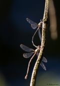 Chalcolestes viridis