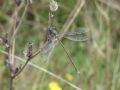 Lestes virens vestalis