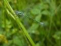 Lestes dryas