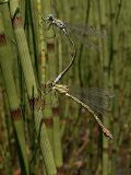 Lestes dryas