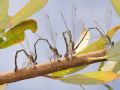 Chalcolestes parvidens e viridis