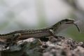 Sympecma fusca
