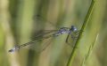 Lestes dryas