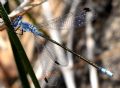 Lestes macrostigma