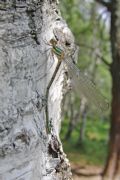 Lestes virens vestalis