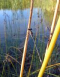 Lestes virens