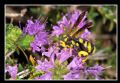 Leucospis intermedia (cfr.)