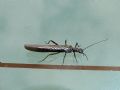 Leuctra sp.