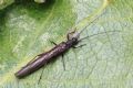Leuctra sp.