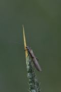 Leuctra sp.