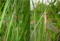 Crocothemis erythraea