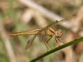 Crocothemis erythraea (varie forme di colore)