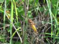 Libellula depressa