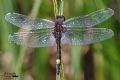 Leucorrhinia pectoralis