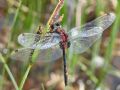 Leucorrhinia dubia