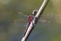 Leucorrhinia rubicunda